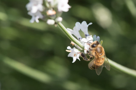 the bee on the white lavender flower