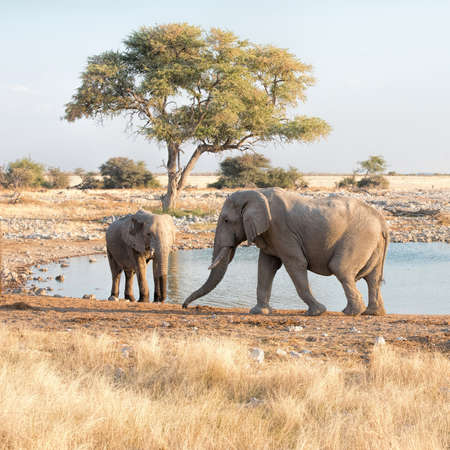 elephants in Namibiaの写真素材