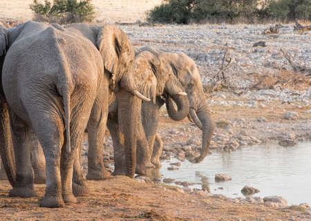 elephants in Namibiaの写真素材