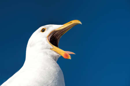 gulls in Namibiaの写真素材