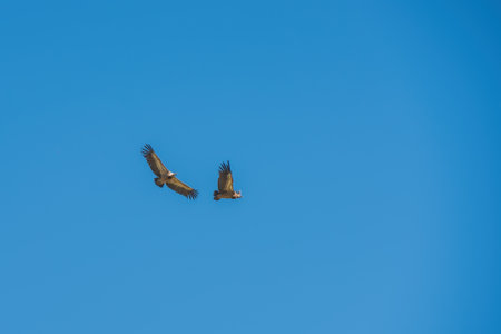 tawny vulture in flight over blue skyの写真素材