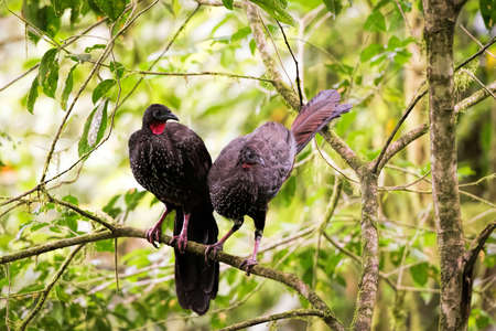 Penelope purpurascens in Costa Ricaの写真素材