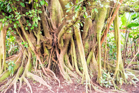 ficus in Costa Ricaの写真素材