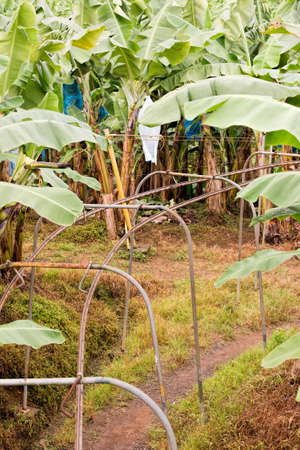 banana plantation in Costa Ricaの写真素材