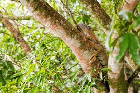 iguana in Costa Ricaの写真素材