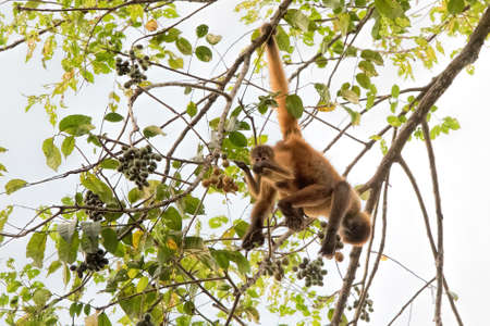 spider monkey and baby in Costa Ricaの写真素材
