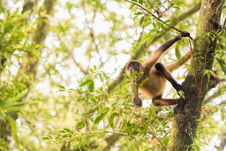 spider monkey in Costa Ricaの写真素材