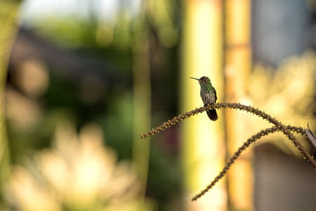 Hummingbird in Costa Ricaの写真素材
