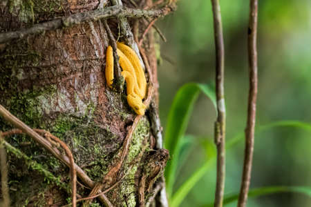 yellow viper in Costa Ricaの写真素材