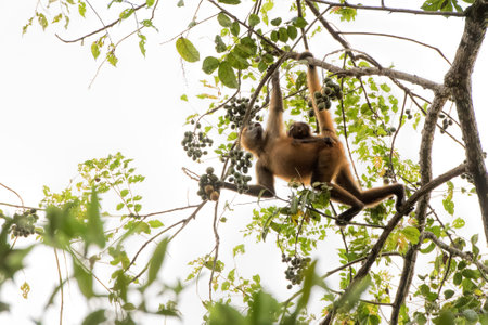 spider monkey and baby in Costa Ricaの写真素材
