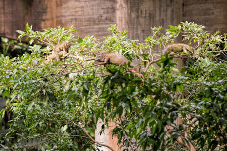 iguana in Costa Ricaの写真素材