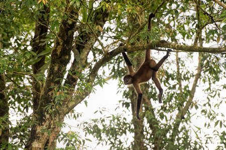 spider monkey in Costa Ricaの写真素材