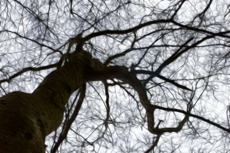 tree branches in winterの写真素材