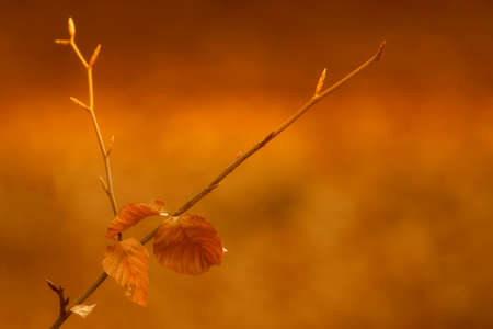 autumn leavesの写真素材