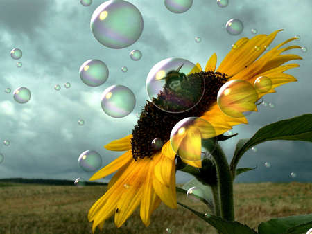 sunflower and beeの写真素材