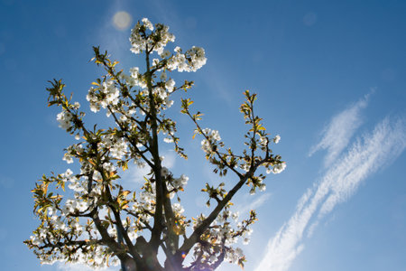 cherry blossom and sunの写真素材