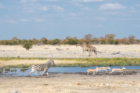 giaffes, zebras and springbok in Namibiaの写真素材