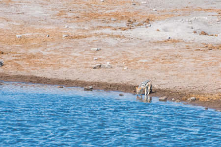 jackal in Namibia
