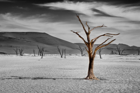 Dead trees in naukluft park in Namibia