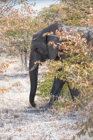 elephants in Namibiaの写真素材