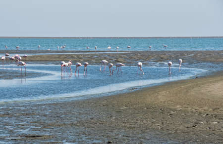flamingos in Namibiaの写真素材