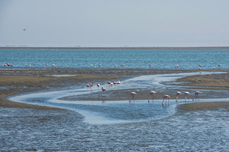 flamingos in Namibiaの写真素材