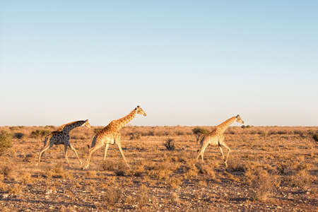 Giraffes run in Namibiaの写真素材