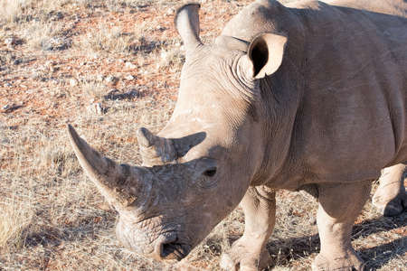White rhino in Namibiaの写真素材
