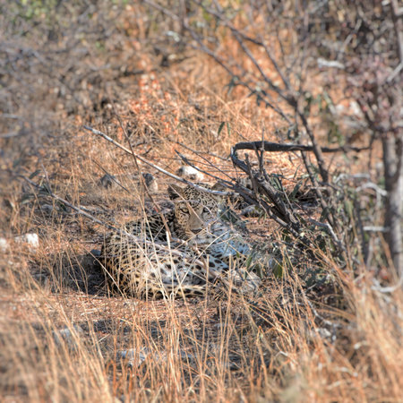 leopard in Namibiaの写真素材