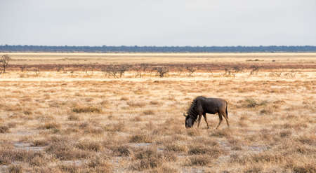 wildebeest in Namibiaの写真素材