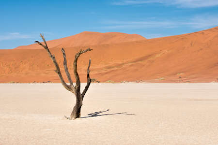 Dead trees in naukluft park in Namibiaの写真素材