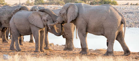 elephants in Namibiaの写真素材