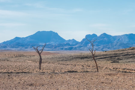 dead trees in the Namib desertの写真素材