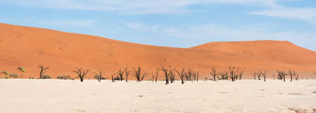 Dead trees in naukluft park in Namibiaの写真素材