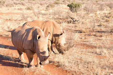 White rhino in Namibiaの写真素材