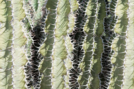 cactus in close-upの写真素材