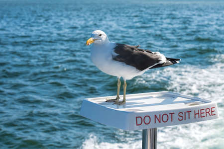 gulls in Namibiaの写真素材