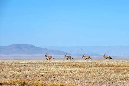 herd of oryx in the Namib desertの写真素材