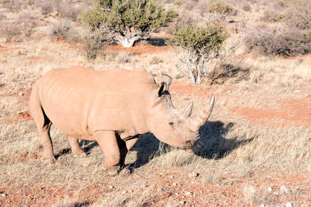 White rhino in Namibiaの写真素材
