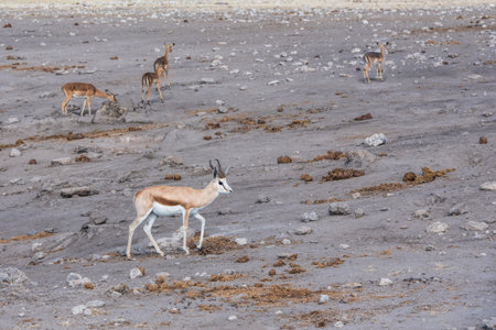 springbok and impala in namibiaの写真素材