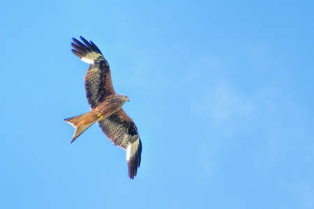 royal kite in flightの写真素材