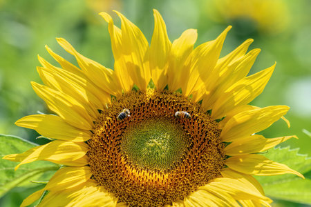 sunflower flower and 2 beesの写真素材