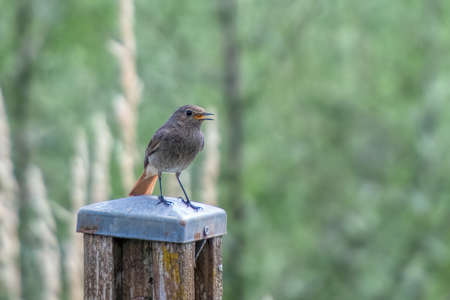 robin on a poleの写真素材