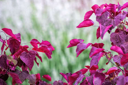 pink judean tree leavesの写真素材