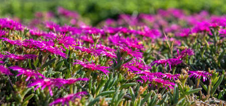 the beautiful pink flower bedの写真素材