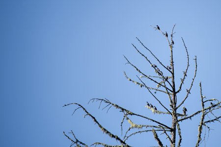 the dead tree with starlingsの写真素材