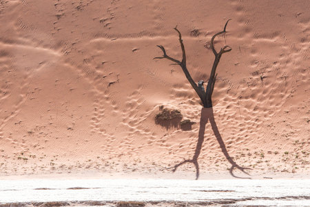 Dead trees in naukluft park in Namibiaの写真素材