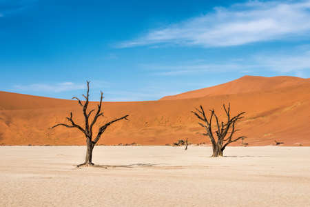 Dead trees in naukluft park in Namibiaの写真素材