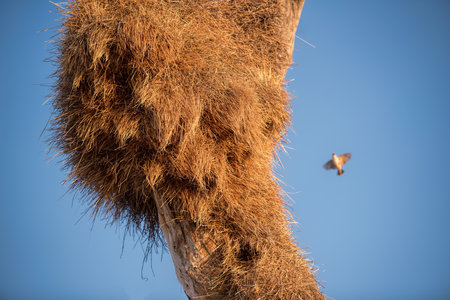 nest of weavers in Namibiaの写真素材