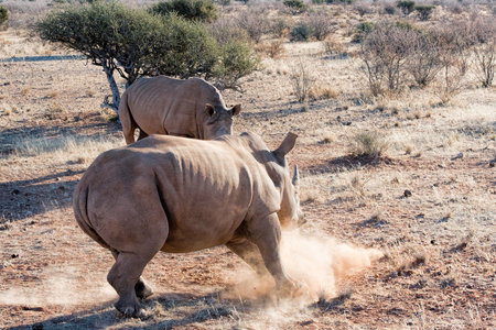 White rhino in Namibiaの写真素材